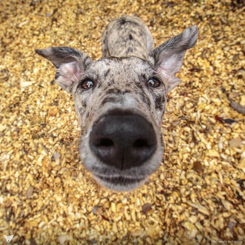 Фотограф из США делает потрясающие портреты собак по всему миру Фотограф из США делает потрясающие портреты собак по всему миру животные,Путешествия,фото