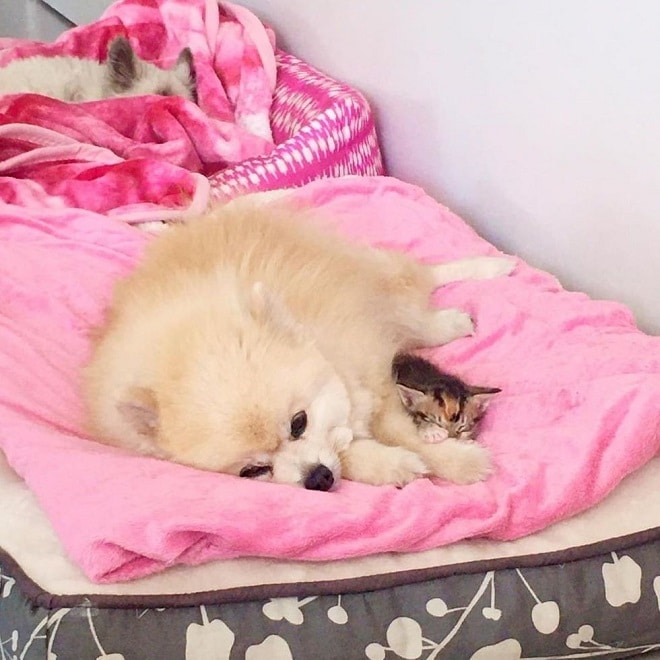 Питомцы на розовом покрывале