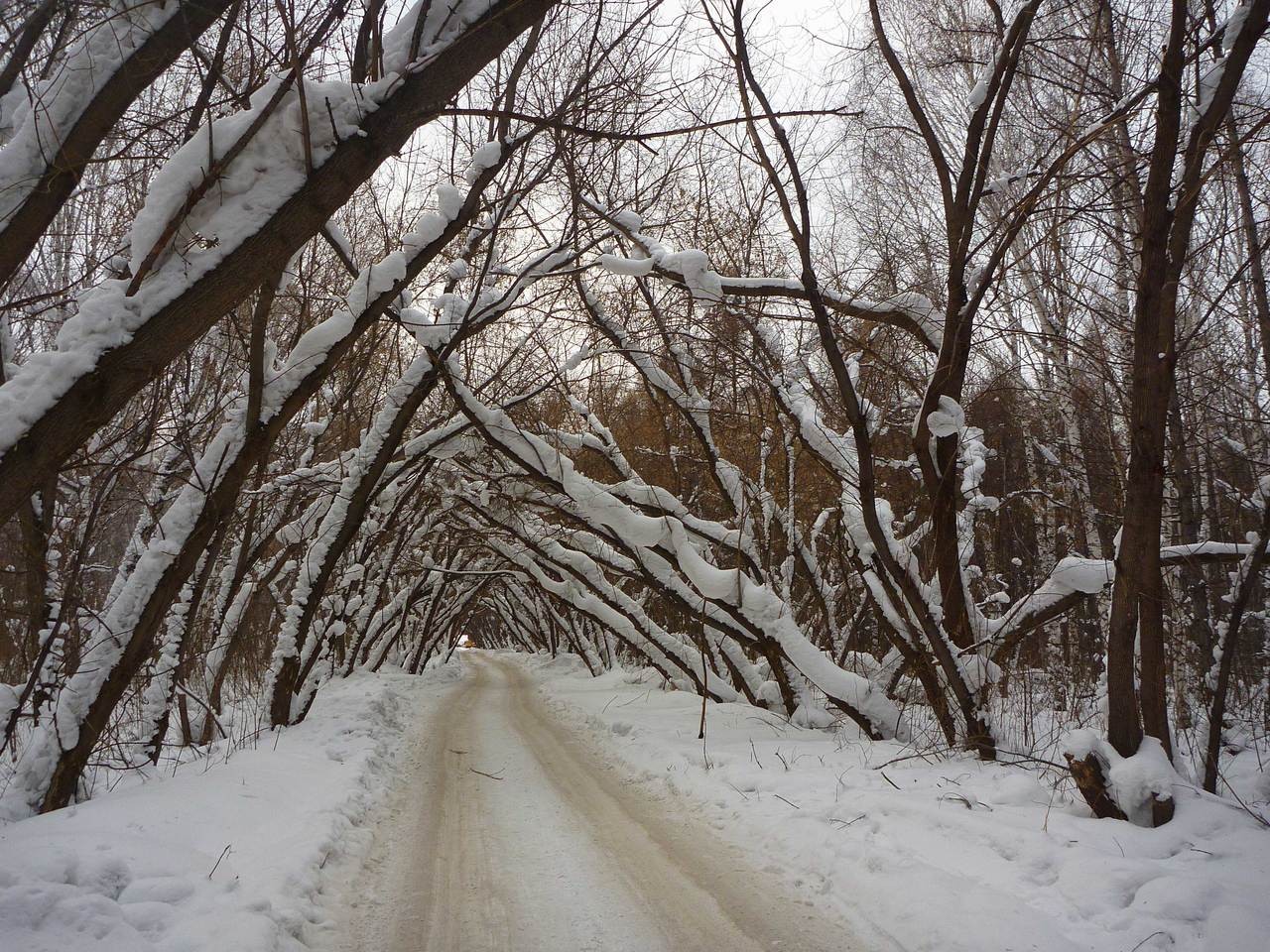 Новосибирск бугринская роща карта