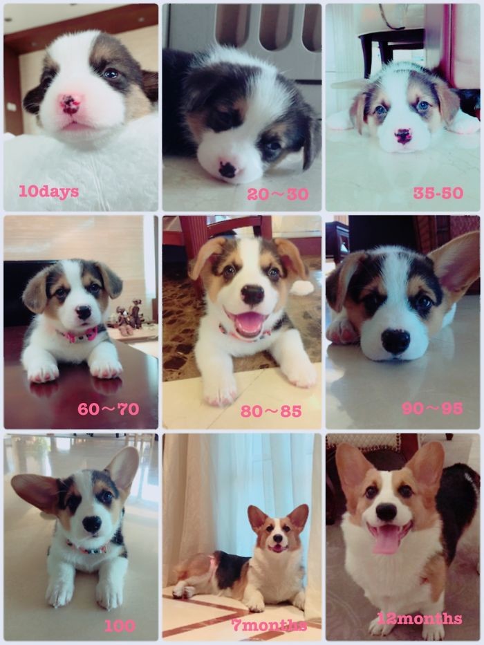Райли - от 10 дней до года до и после, животные, любимцы, мило, питомцы, собаки, трогательно, фото