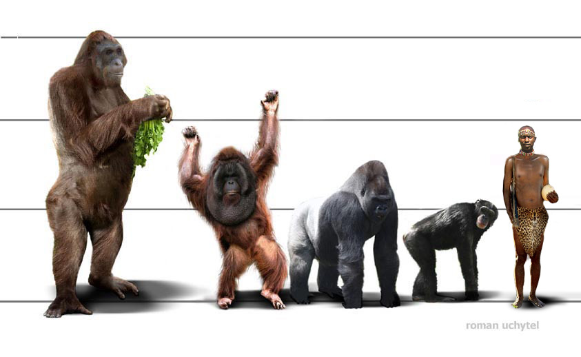 Гигантопитеки - тайны самых больших обезьян в истории Гигантопитеки - тайны самых больших обезьян в истории