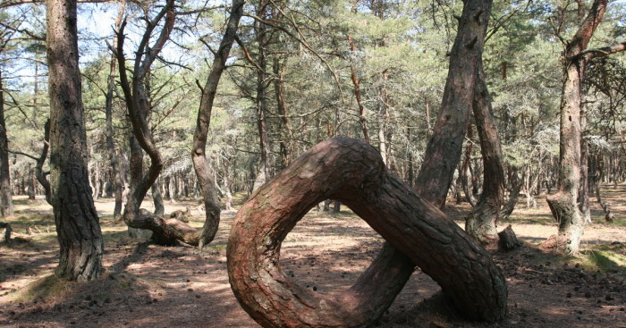 Знаменитое дерево-кольцо, которое не смогло пережить усиленного внимания туристов. /Фото:klops.ru