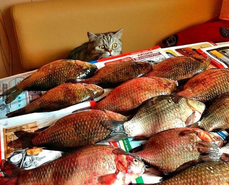 Животные, которые заставят вас улыбнуться