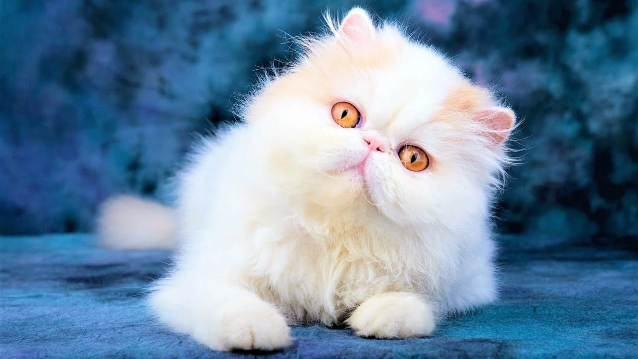 Персидский кот: описание породы, чем кормить и как ухаживать кошек, кошки, шерсть, персидских, могут, породы, жизни, персидские, ухода, более, также, котором, Персы, небольшими, увеличению, ведут, появились, порциями, породой, конце