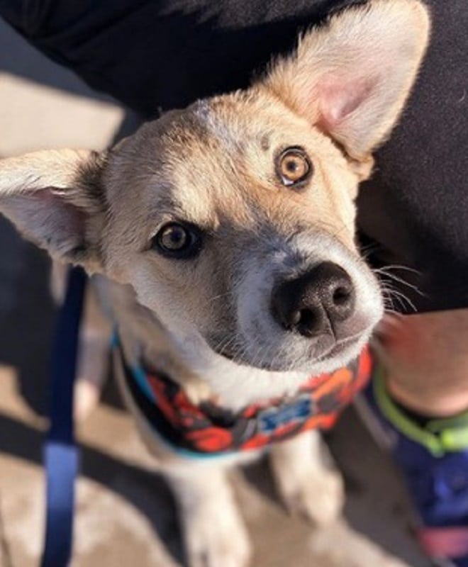 Щенок сидит