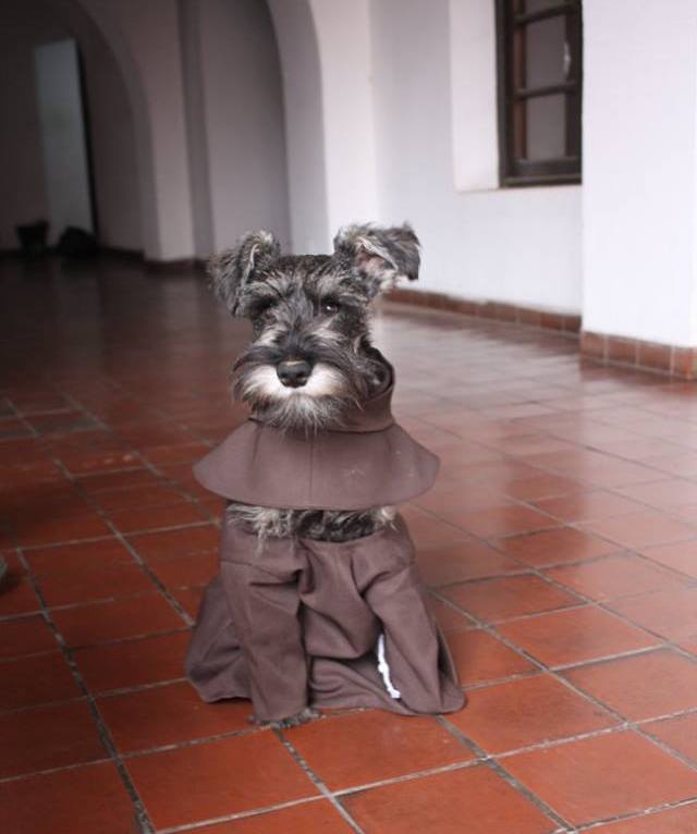 Собака-монах