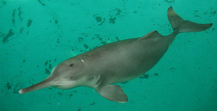 Китайский речной дельфин Квикви в мире, животные