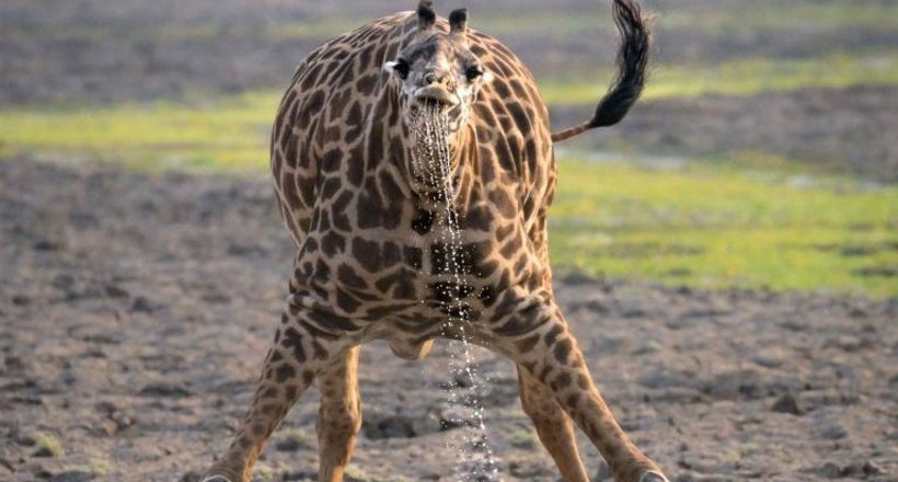 Фотограф сделал забавные снимки жирафа и показал, как тяжело ему пить воду животные,интересное,природа