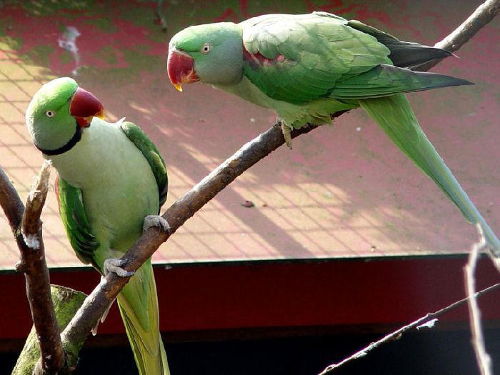 Виды-попугаев-Описание-и-образ-жизни-различных-попугаев-20