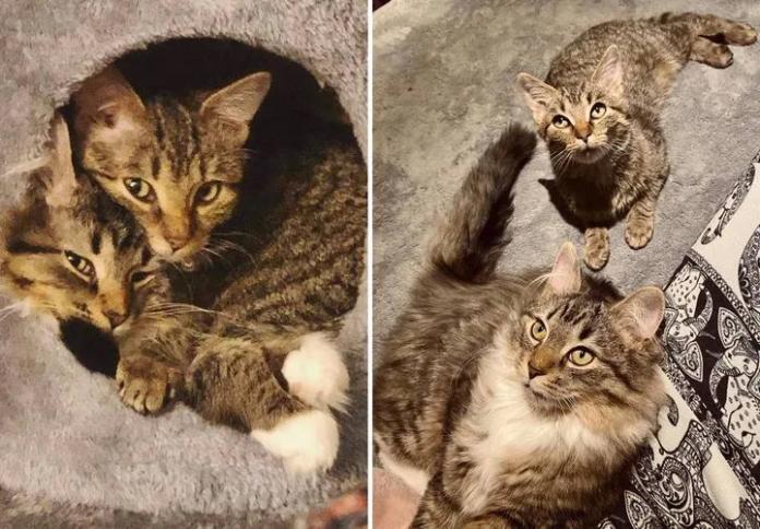 Без кота и жизнь не та