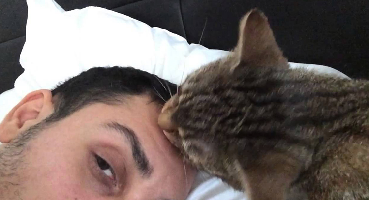 Кошка лижет лоб