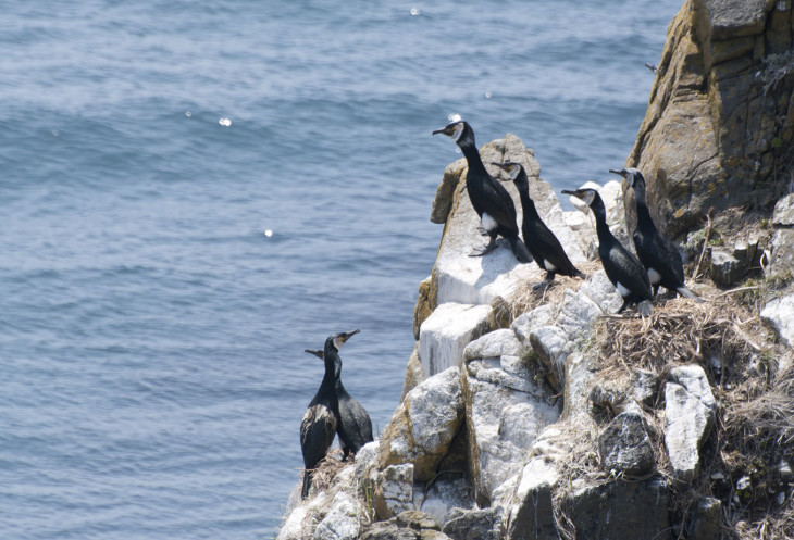 Курильские острова: романтика для истинных путешественников Курильские острова: романтика для истинных путешественников авиатур