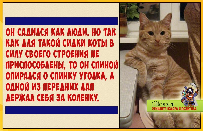Про кота Матвея, который почувствовал себя человеком