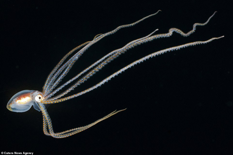 15 удивительных существ, которые населяют глубины Тихого океана природа