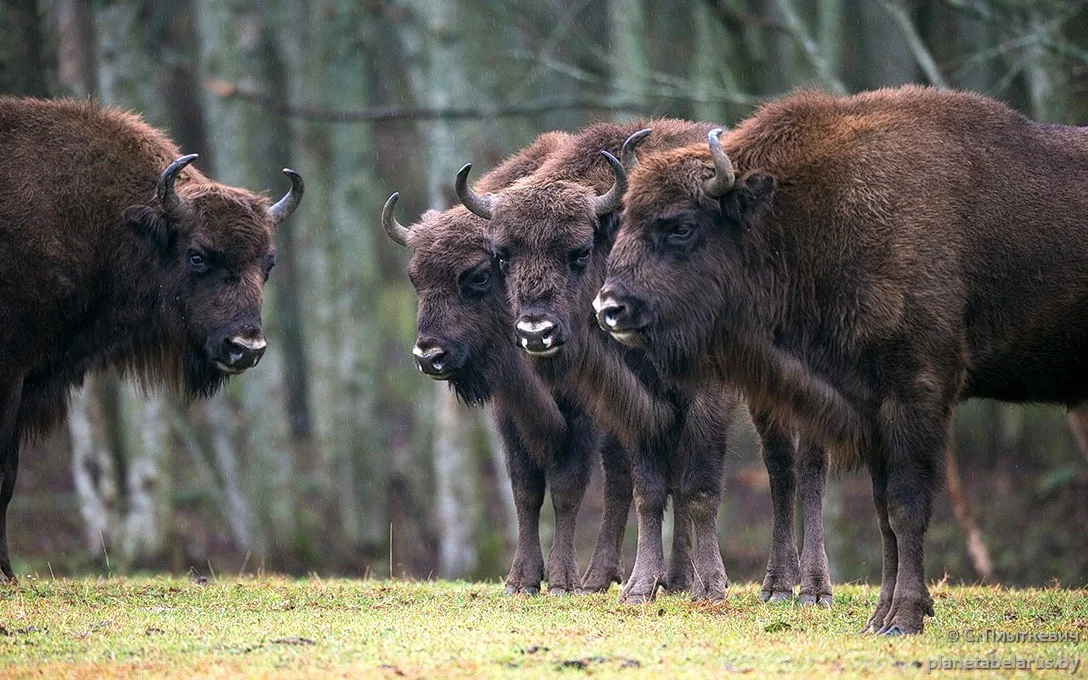 Зубр является самым тяжёлым и крупным наземным млекопитающим Европы.
