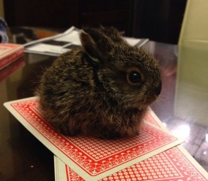 20 животных, глядя на которых трудно поверить в то, что они бывают таких размеров животные