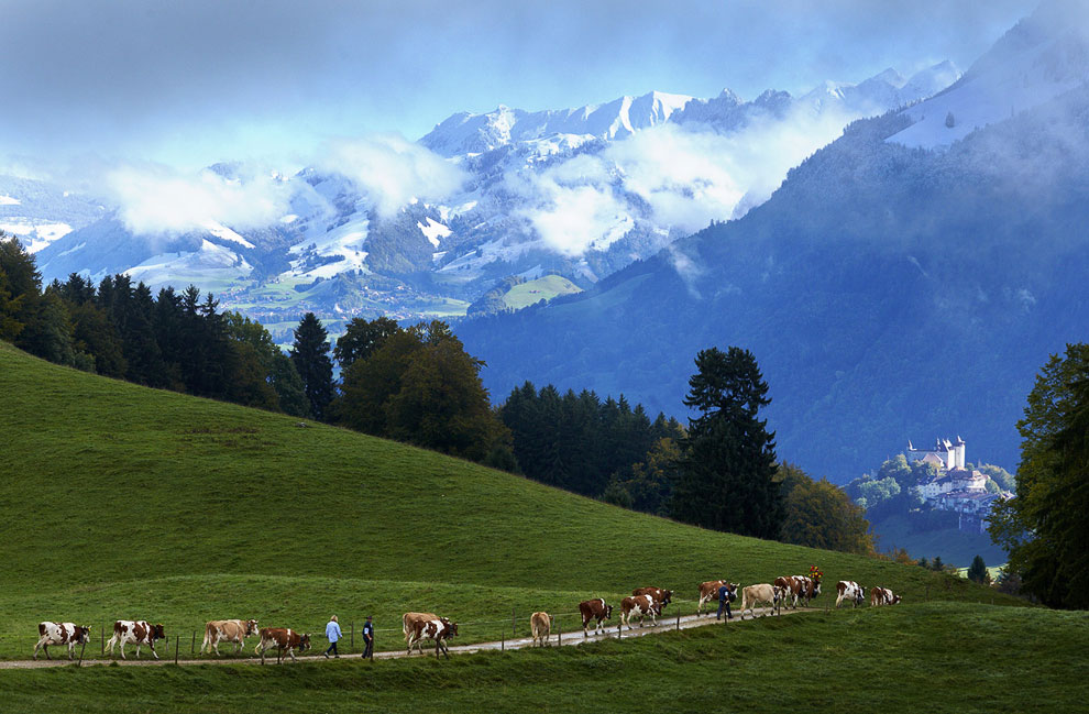 Швейцарские сыроделы Denis, Reuters, Грюйер, коров, Швейцария, горах, коровами, высокогорных, округе, Murith, Швейцарии, молоко, медном, дороге, пресс, созревания, BalibouseПосле, здесь, сыворотки, BalibouseДля