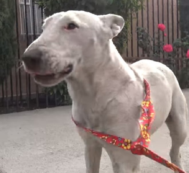 Бультерьер на поводке