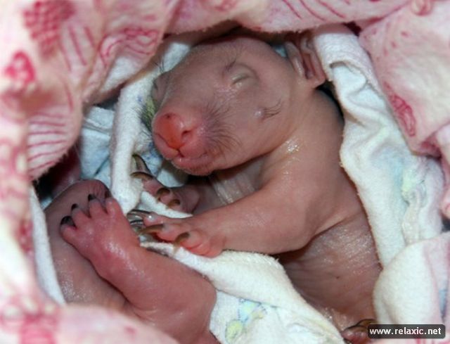 newborn-wombats_010