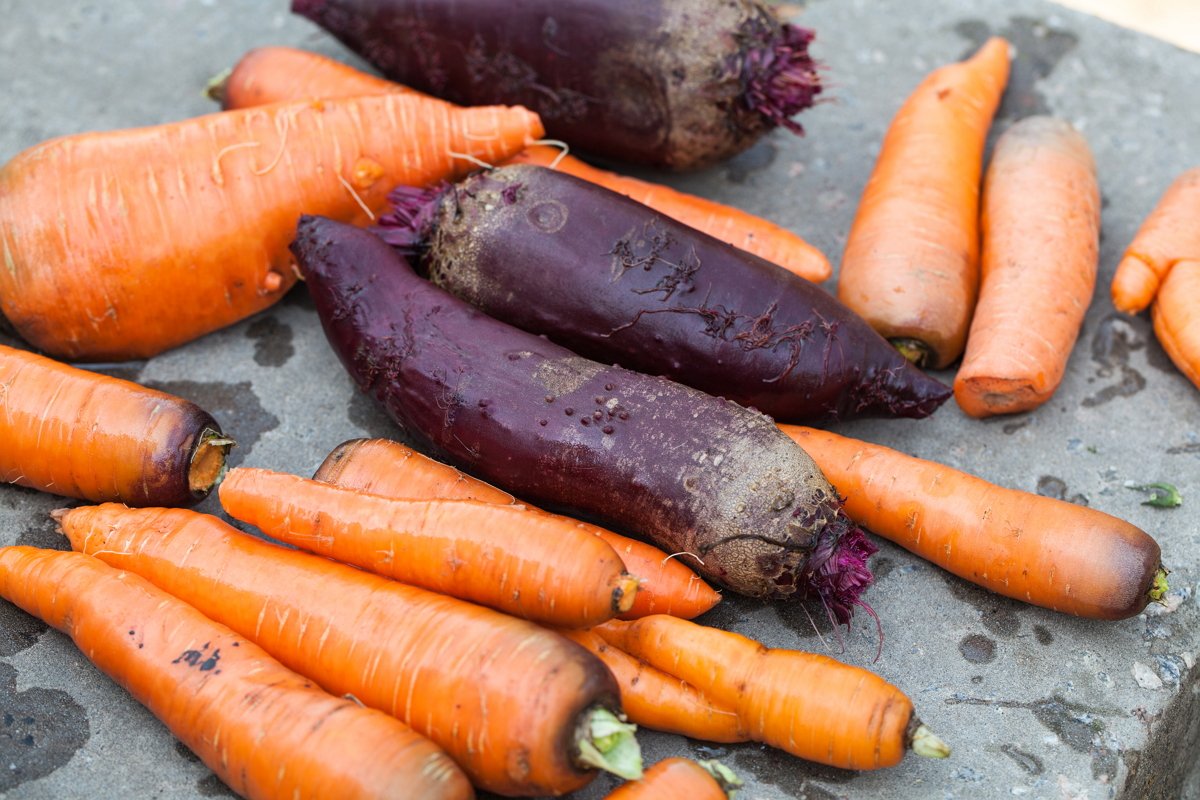 Время собирать свеклу. Морковь. Морковь и свекла. Хранение свеклы и моркови. Морковка свекла.