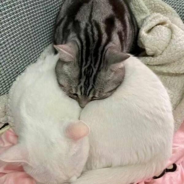 Очарование животных: моменты, которые заставляют улыбаться  