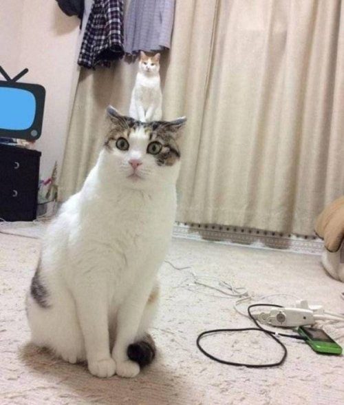 Прикольные моменты Прикольные моменты