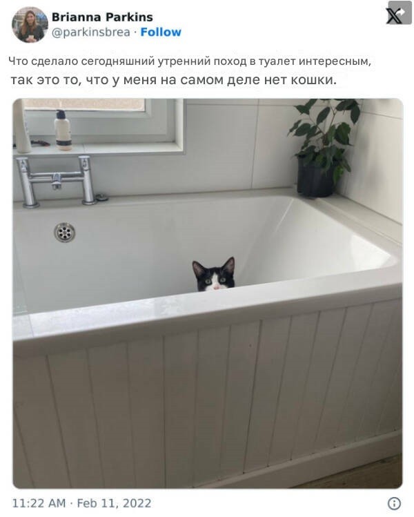 Прикольные картинки и мемы с котофеями : «Человек, я дома!»  