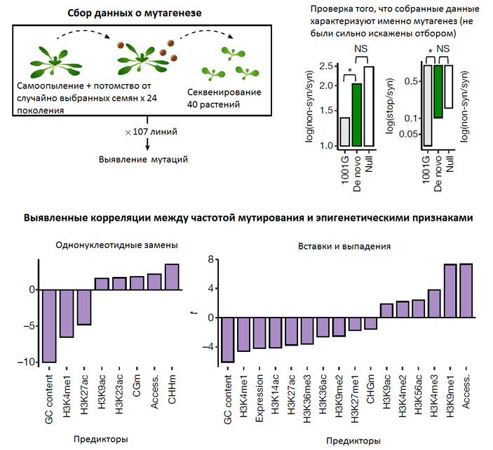 Рис. 1. Сбор данных о мутагенезе и найденные корреляции между темпом мутагенеза и эпигенетическими метками