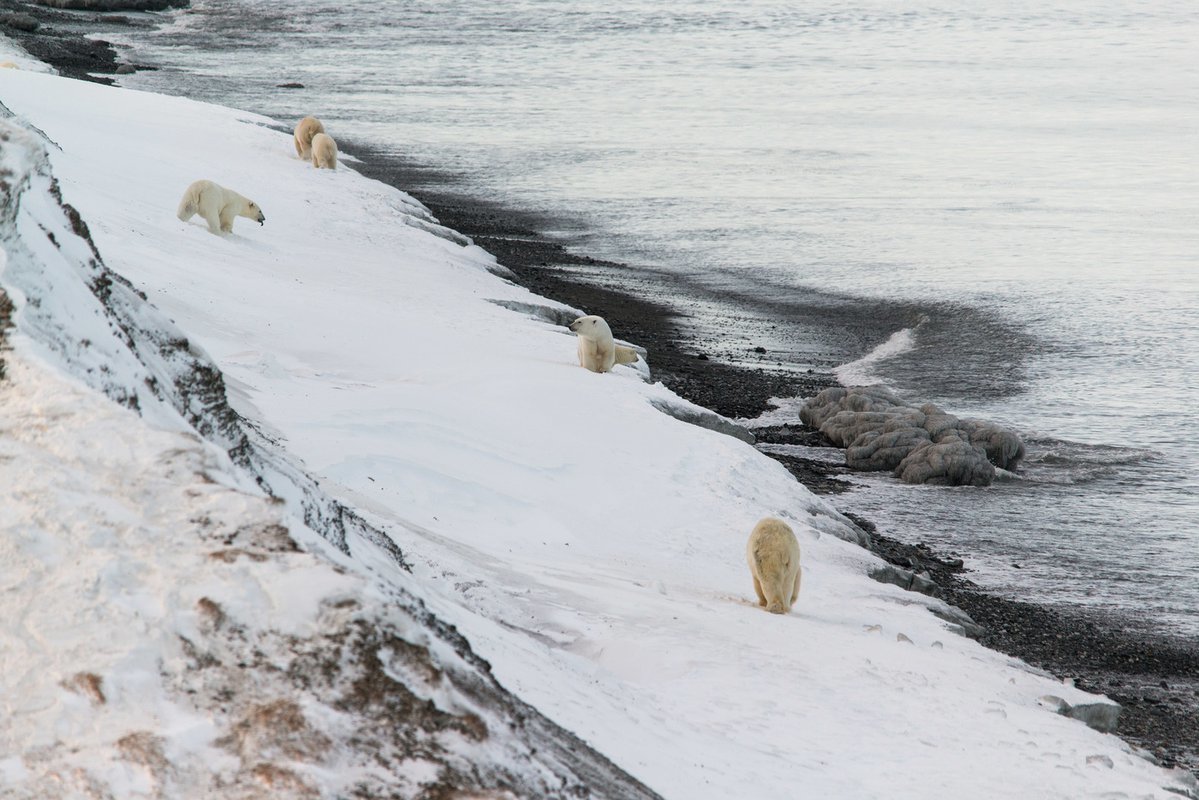 60 голодных медведей: из-за теплой погоды село на Чукотке живет в постоянном страхе животные,климат,наука,Чукотка