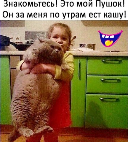 Шутки, анекдоты и забавности, способные поднять настроение на максимум 