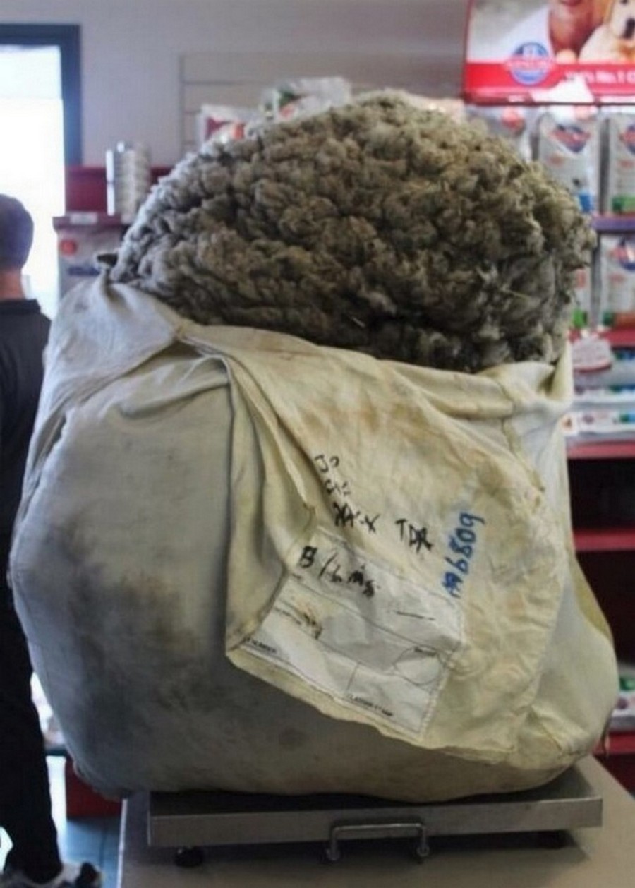 Что сделает природа с овцой-мериносом за 5 лет бродяжничества Что сделает природа с овцой-мериносом за 5 лет бродяжничества животные,природа