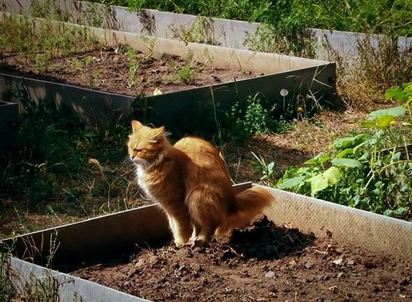 Коты в саду и на даче. 20 смешных, удивительных и просто няшных фото Коты в саду и на даче. 20 смешных, удивительных и просто няшных фото кошки, Только, кошка, хозяйка, цветы, вместо, мышей, этого, совершенно, котов, показать, вредителями, кошек, просто, чудеса13А, знаете, почему, некоторые, стремятся, залезть