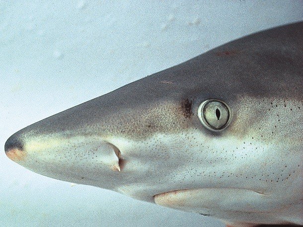 Малоизвестные факты про акул, которые вы могли не знать