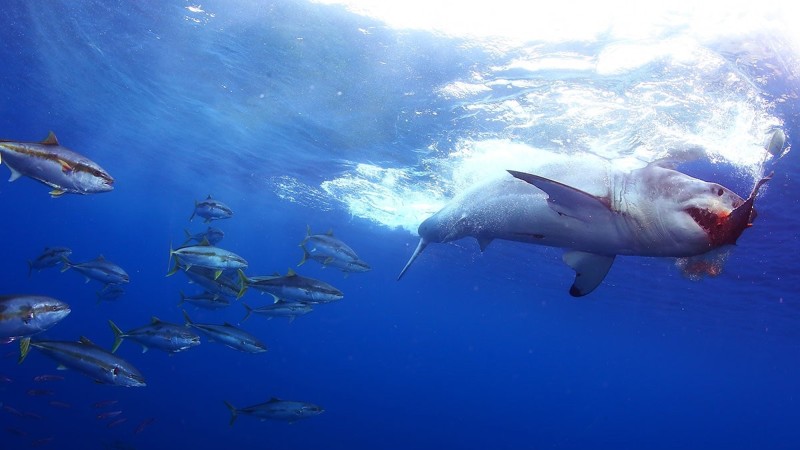 Акула чует каплю крови на расстоянии нескольких километров интересное, мифы, наука