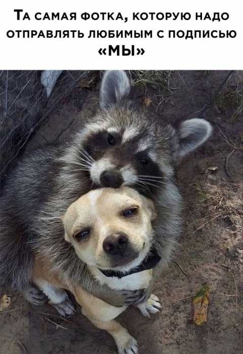 Улётные приколы Улётные приколы