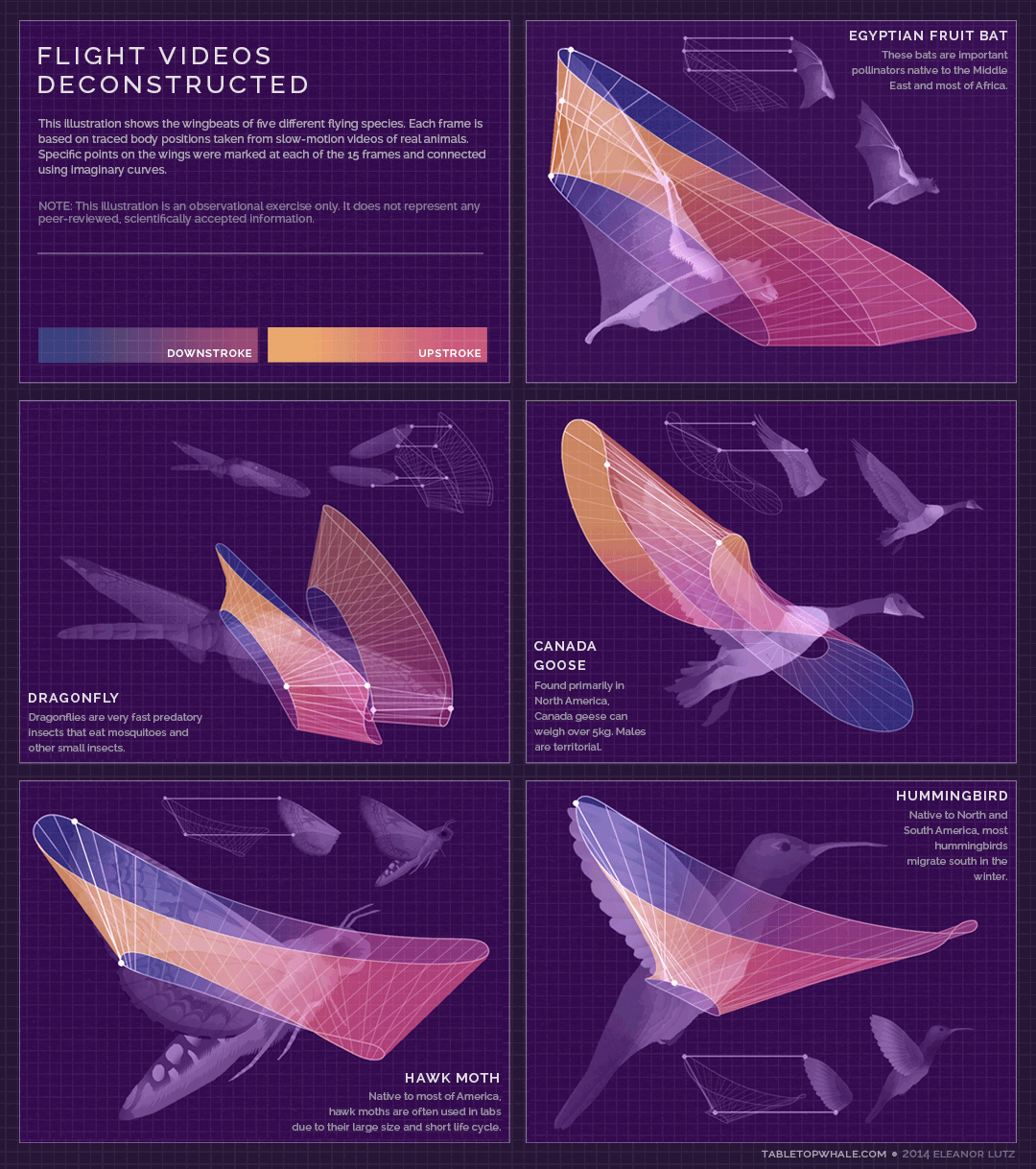 Физика в мире животных: колибри и ее полет…