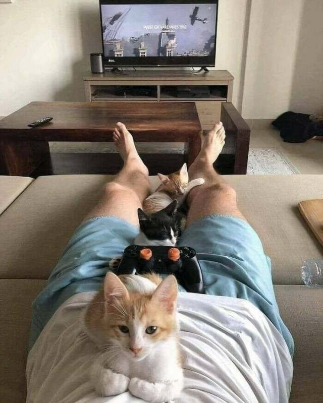 Очарование животных: моменты, которые заставляют улыбаться  