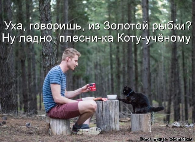 Лучшие котоматрицы недели