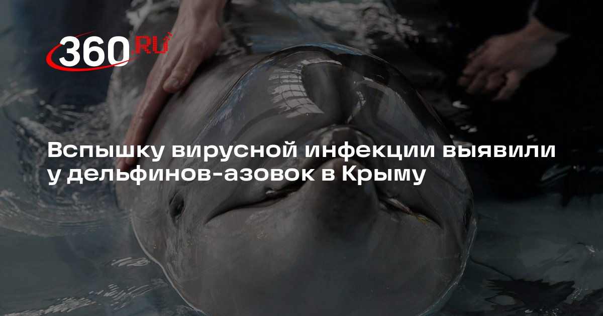 Центр «Безмятежное море» заявил о выбросе на берега Крыма заболевших дельфинов