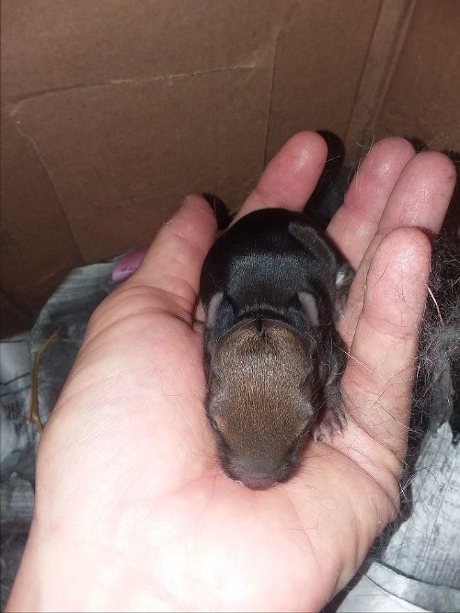 Крольчонок на руке