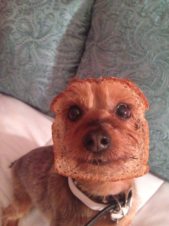 Inbred Dog