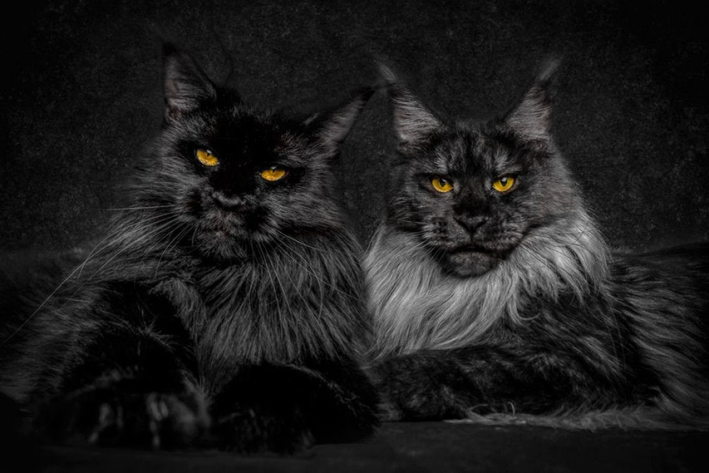 NewPix.ru - Американская енотовая кошка Maine Coon