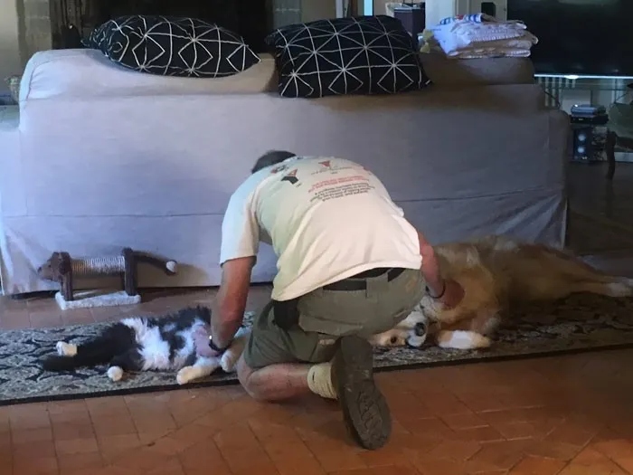 Смешные снимки с животными, которые ревнуют своих хозяев