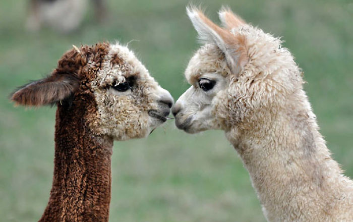 Two Little Alpacas