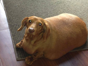 Такса Деннис — собака потерявшая 79% веса