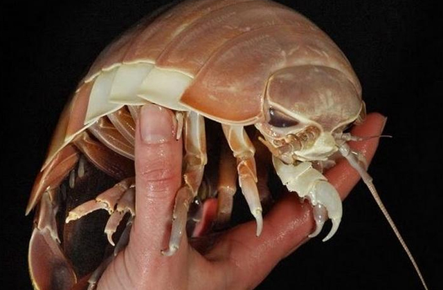 Животные, которые не видели света: обитатели крайних глубин Животные, которые не видели света: обитатели крайних глубин