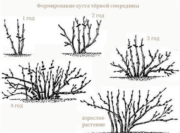 Смородина на участке возле дома. Выбор сорта смородины, выращивание, уход (фото), основные вредители и болезни