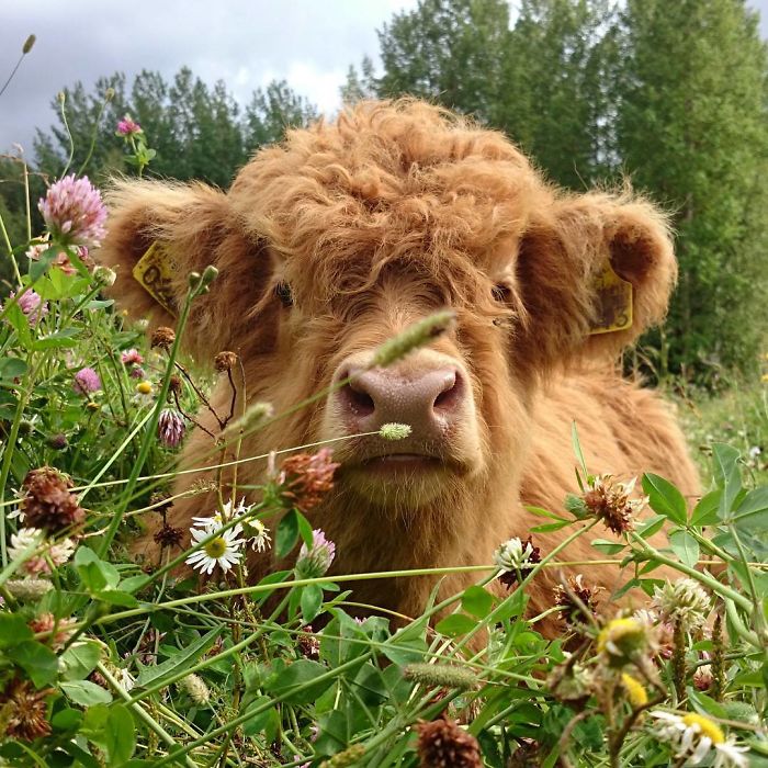 Cute-Baby-Highland-Cattle-Calves