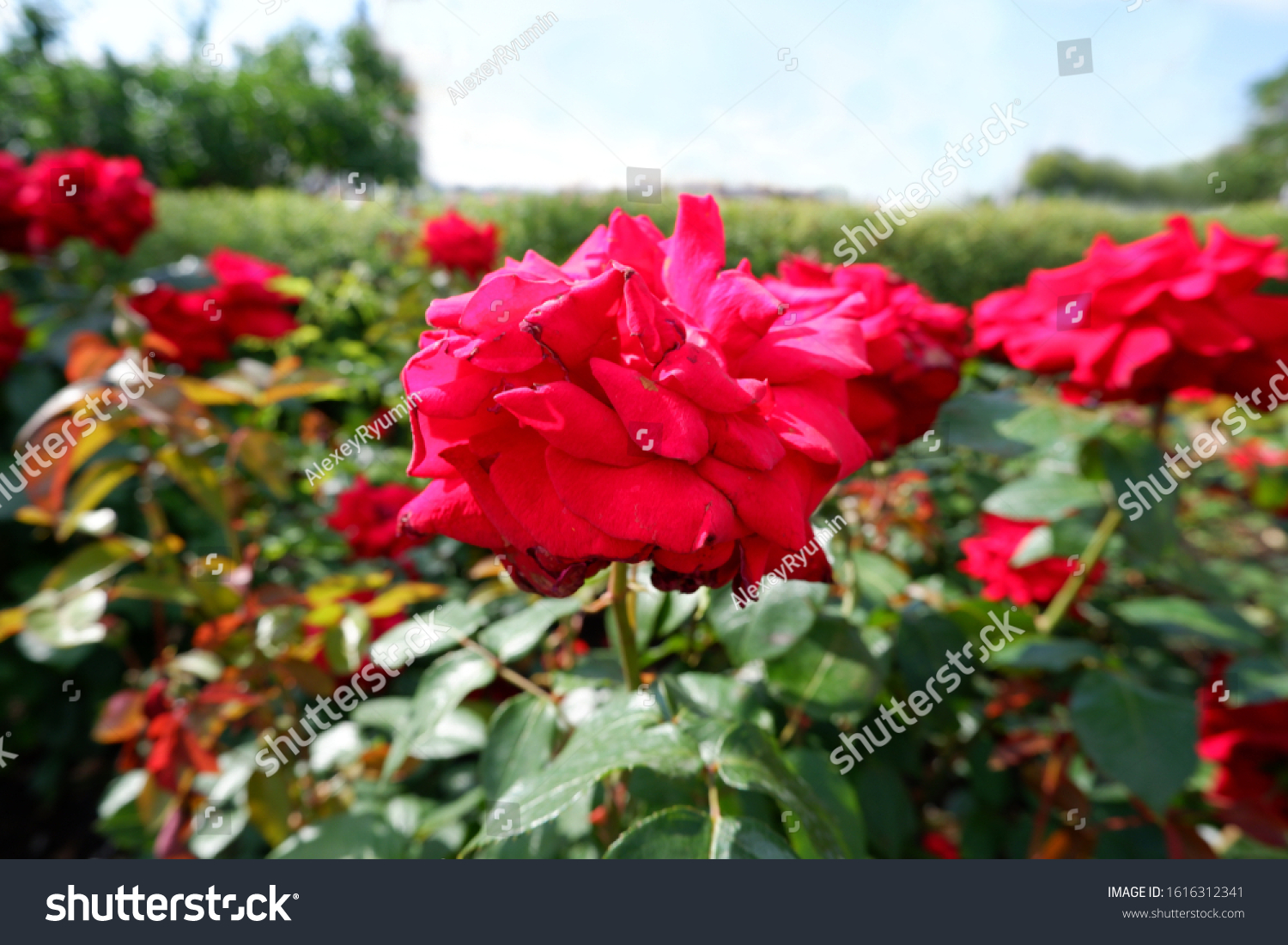 Several fresh pink blooming roses on rose bush close up view