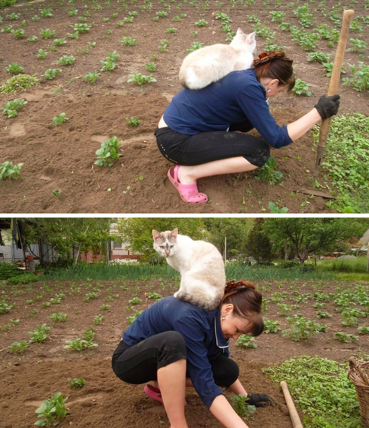 Бесстыжие коты, хозяевам которых самим нужна валерьянка картинки